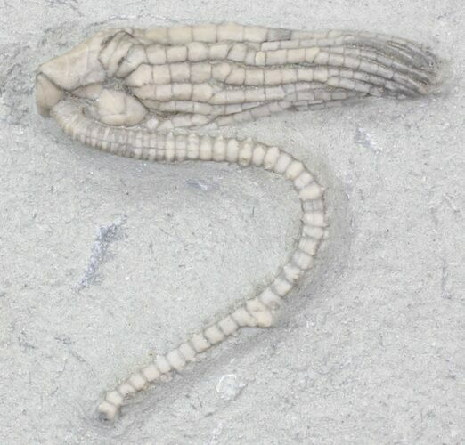 Cool Halysiocrinus Crinoid Fossil - Crawfordsville, Indiana #29407